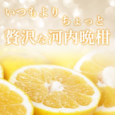ふるさと納税 愛南町 プレミアム 河内晩柑 3kg L 〜 3L 優品 贈答用 樹齢 20年 清家ばんかんビレッジ