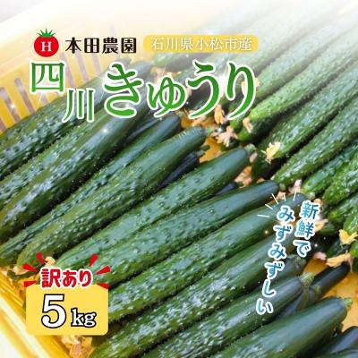 ふるさと納税 小松市 [先行予約] 四川きゅうり 5kg (訳アリ) 野菜 ギフト