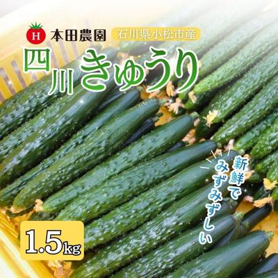ふるさと納税 小松市 [先行予約] 四川きゅうり 1.5kg 本田農園 野菜 ギフト