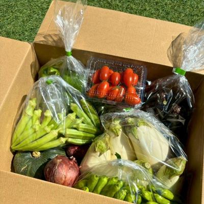 ふるさと納税 小松市 【定期便3ヶ月】季節の野菜詰め合わせ Bセット