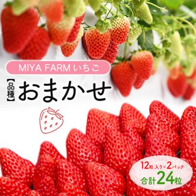 ふるさと納税 春日井市 [先行予約]MIYA FARM いちご(品種:おまかせ)12粒入り×2パック 合計 24粒