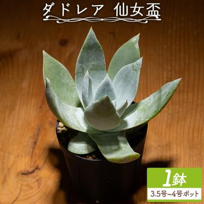 ふるさと納税 香南市 多肉植物 ブリトニー(仙女盃) ダドレア cc-0020
