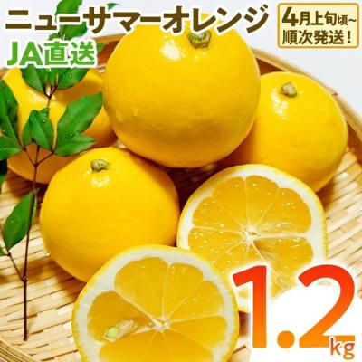ふるさと納税 古賀市 ニューサマーオレンジ(日向夏)約1.2kg ※2027年4月上旬頃から順次発送