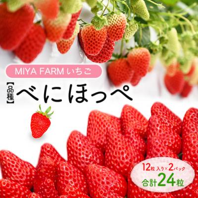 ふるさと納税 春日井市 [先行予約]MIYA FARM いちご(品種:べにほっぺ)12粒入り×2パック 合計24粒