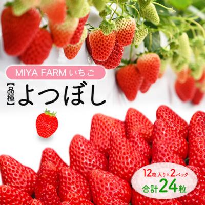 ふるさと納税 春日井市 [先行予約]MIYA FARM いちご(品種:よつぼし)12粒入り×2パック 合計24粒