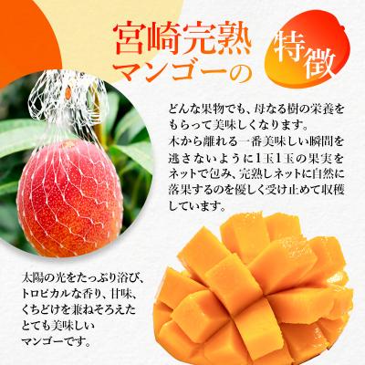 ふるさと納税 西都市 【フルーツ専門店厳選】宮崎完熟マンゴー2玉(計500g)宮崎県西都市産【先行受付】[3316] |  | 01