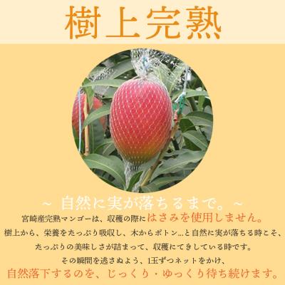 ふるさと納税 西都市 【フルーツ専門店厳選】宮崎完熟マンゴー3玉(計750g)宮崎県西都市産【先行受付】[3250] |  | 02