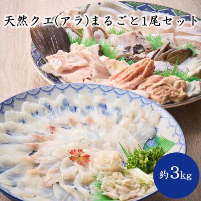 ふるさと納税 宗像市 天然クエ(アラ)まるごと1尾セット(約3kg)[マルケイ水産]