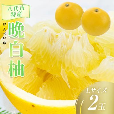 ふるさと納税 八代市 [先行予約]八代市特産 晩白柚 L 2玉[2026年12月上旬より順次発送]_065-4271-E