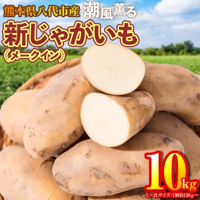 ふるさと納税 八代市 新じゃがいも 10kg_131-5269-B