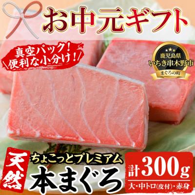 ふるさと納税 いちき串木野市 [お中元]☆ちょこっとプレミアム☆天然本まぐろフルセット 計約300g