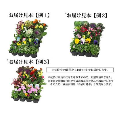 ふるさと納税 筑前町 季節の花苗24セット【価格改定】 |  | 01