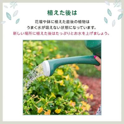 ふるさと納税 筑前町 季節の花苗24セット【価格改定】 |  | 02