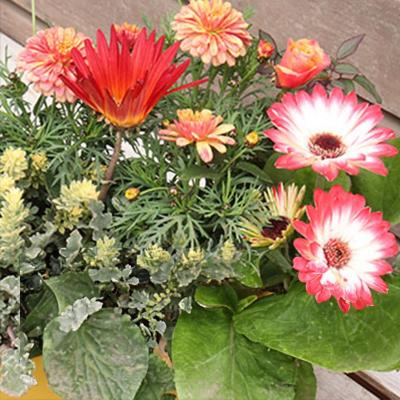 ふるさと納税 筑前町 エネルギッシュな花苗セットC