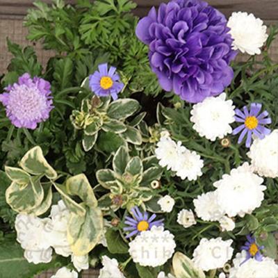 ふるさと納税 筑前町 クールな花苗セットD