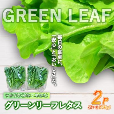 ふるさと納税 小山町 [無農薬]水耕栽培(植物工場栽培)グリーンリーフレタス 500g(約250g×2P)