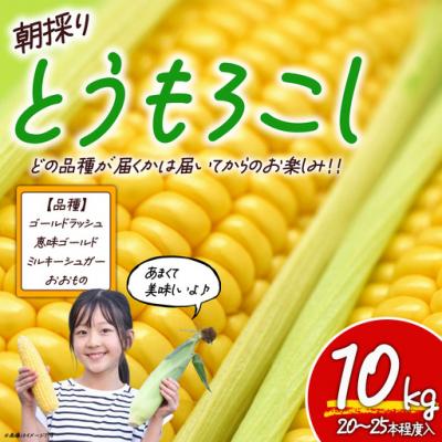 ふるさと納税 小山町 [先行予約]朝採りとうもろこし 10kg お楽しみボックス