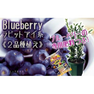 ふるさと納税 筑前町 ブルーベリー 『 ラビットアイ系 2品種 植え 』 8号スリット鉢
