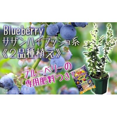 ふるさと納税 筑前町 ブルーベリー 『 サザンハイブッシュ系 2品種 植え 』 8号スリット鉢
