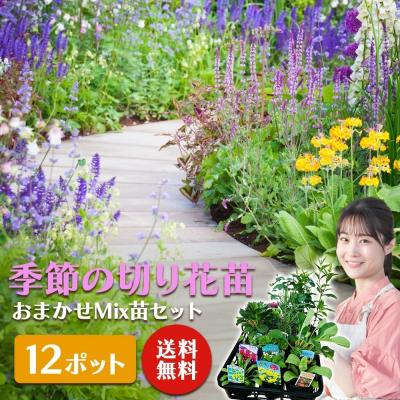 ふるさと納税 筑前町 季節の切り花苗 お任せ12ポットmixセット