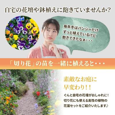 ふるさと納税 筑前町 季節の切り花苗 お任せ12ポットmixセット【202610】 |  | 01