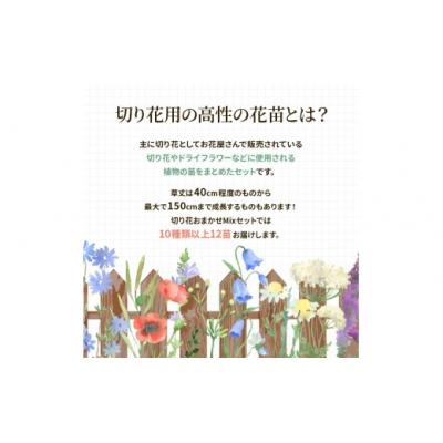 ふるさと納税 筑前町 季節の切り花苗 お任せ12ポットmixセット【202610】 |  | 02