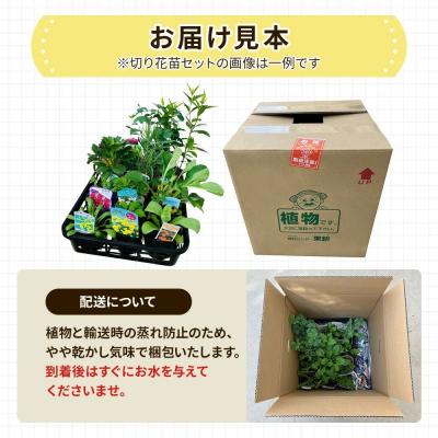 ふるさと納税 筑前町 季節の切り花苗 お任せ12ポットmixセット【202610】 |  | 03