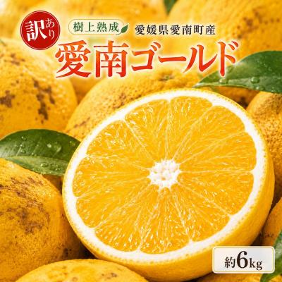 ふるさと納税 愛南町 木成り 追熟 訳あり 愛南ゴールド 約6kg 河内晩柑 柑橘 みかん エニシトラス 愛媛県 愛南町