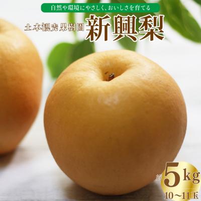 ふるさと納税 佐川町 <2026年秋発送 先行受付中!>新興梨 (5kg/10〜11玉) 土本観光果樹園