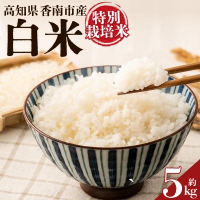 ふるさと納税 香南市 令和8年度産 白米(特別栽培米)5kg 8月下旬以降順次配送 ka-0002