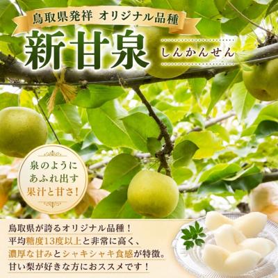 ふるさと納税 八頭町 【2027年発送分先行受付】新甘泉(赤秀) 2.5kg【彩
