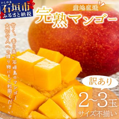 ふるさと納税 石垣市 <先行予約>[訳あり]マンゴー サイズ不揃い 2〜3玉 (約1kg) <2026年7月上旬から発送>