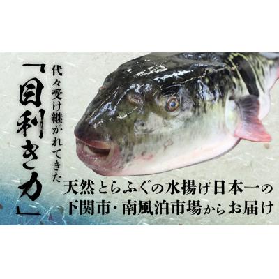 ふるさと納税 下関市 天然とらふぐ ふぐ刺し ふぐちり 皮刺し 焼きヒレ 冷凍 陶器 プレミアムセット+α BV021_2_2
