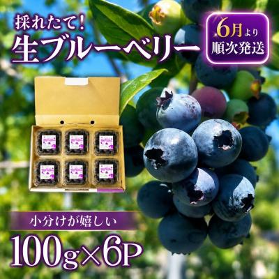 ふるさと納税 小松島市 [2週間配送]ブルーベリー 600g(100×6パック) 採れたて 生ブルーベリー 手摘み 大粒