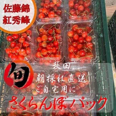 ふるさと納税 湯沢市 朝採れ さくらんぼ 秋田県産 パック入り 200g×2[B9919]