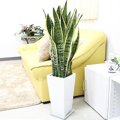 ふるさと納税 筑前町 [観葉植物]サンスベリア 7号 ホワイトスクエア陶器鉢SW 高さ:約70cm〜1m