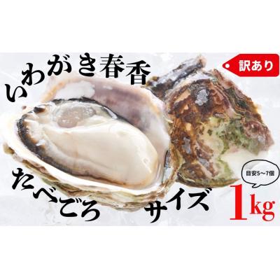 ふるさと納税 海士町 [ブランドいわがき春香][訳あり]食べごろサイズ 1kgセット 春香 牡蠣 牡蛎 いわがき 岩牡蠣