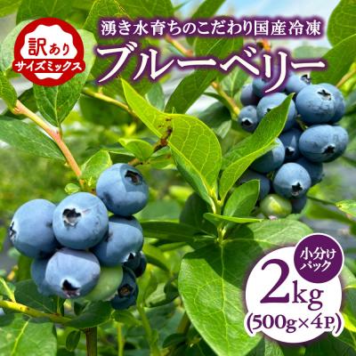 ふるさと納税 幸田町 [訳あり2kg]湧き水育ちの国産冷凍ブルーベリー(500g×4パック)農家直送※2026年6月〜発送