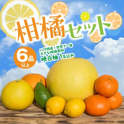 ふるさと納税 八代市 [先行予約] 柑橘セット 晩白柚1玉込み [2026年12月上旬より順次発送]_201-4256-D
