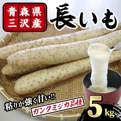 ふるさと納税 三沢市 [先行予約受付中!R8年8月下旬以降順次発送予定]青森県三沢市産 長いも (5kg)