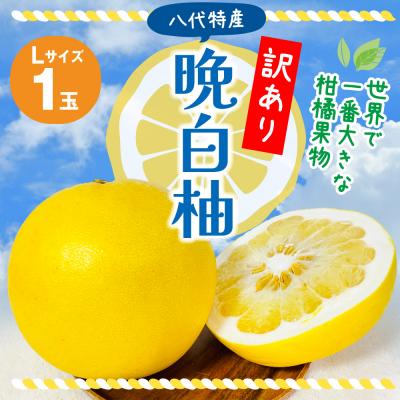 ふるさと納税 八代市 [先行予約] 訳あり 晩白柚 L 1玉 [2026年12月上旬より順次発送]_201-4260-E