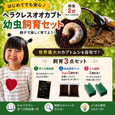 ふるさと納税 京都市 [虹色Farm]ヘラクレスオオカブト 幼虫2匹(ペア)飼育キット3点付|京都 オオカブト 人気