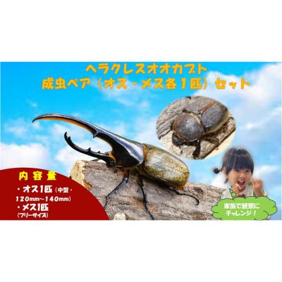 ふるさと納税 京都市 [虹色Farm]ヘラクレスオオカブト 成虫ペア(オス・メス各1匹)|京都 オオカブト 人気