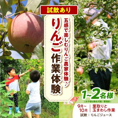 ふるさと納税 五所川原市 りんご作業体験(葉取り・玉まわし/9〜10月)大人2人まで 体験型 りんごジュース 青森県五所川原市