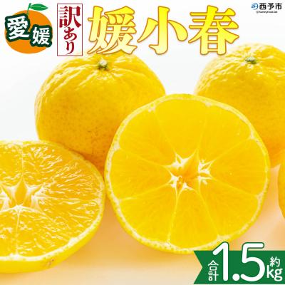 ふるさと納税 西予市 <[訳あり]愛媛県産 媛小春 約1.5kg 高級柑橘 三代目みかん職人>