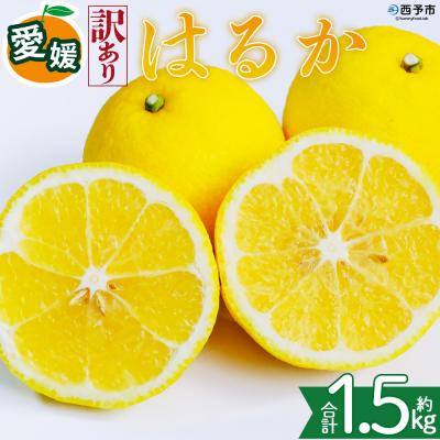ふるさと納税 西予市 <[訳あり]愛媛県産 はるか 約1.5kg 蜜柑 訳あり 果物 三代目みかん職人>愛媛