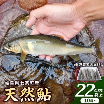 ふるさと納税 七宗町 岐阜県産 天然鮎 10尾以上 (22cm以上) 七宗町産 冷凍 鮎 あゆ アユ 直送 天然 魚 川魚