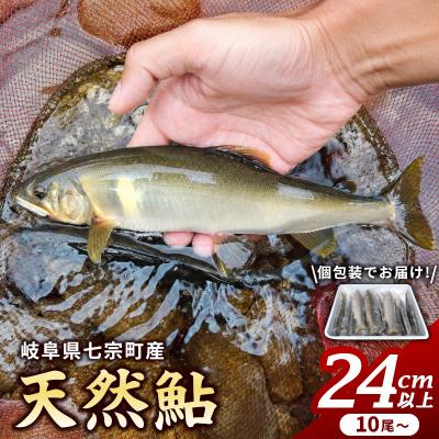 ふるさと納税 七宗町 岐阜県産 天然鮎 10尾以上 (24cm以上) 七宗町産 冷凍 鮎 あゆ アユ 直送 天然 魚 川魚