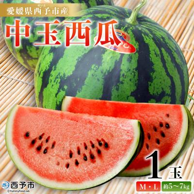 ふるさと納税 西予市 スイカ <愛媛県西予市産 中玉西瓜 1玉> 果物 くだもの 果肉 フルーツ 西瓜 すいか 中玉