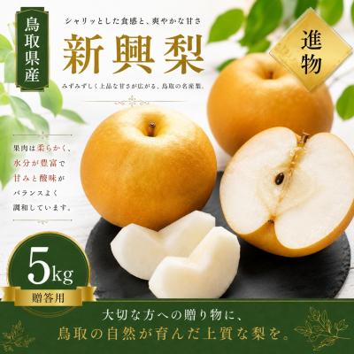 ふるさと納税 米子市 [予約受付中]有梨の実石田 新興 進物用5kg